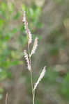 Saltmeadow cordgrass